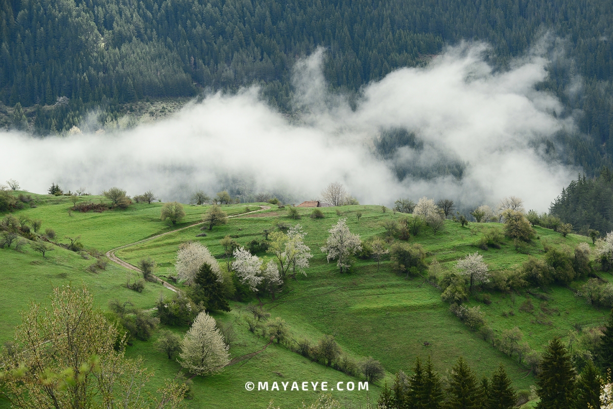 Пролетна омая | Mayaeye.com
